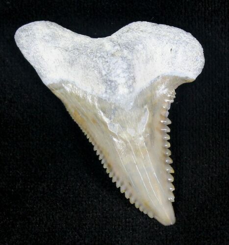 Hemipristis Fossil Shark Tooth - Bone Valley #20657